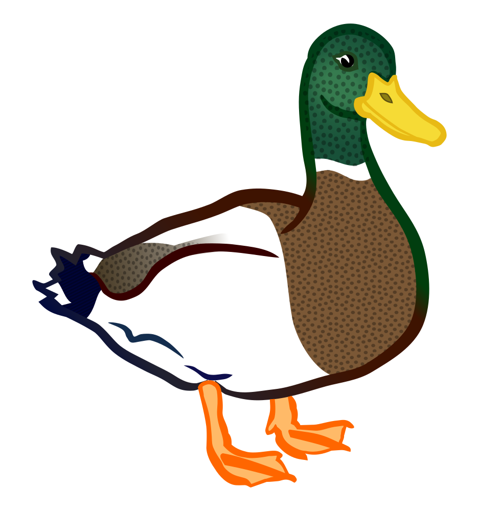 Mallard Duck Illustration - Free Clipart for Education & Design