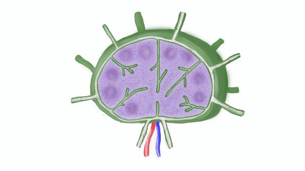 Virus Structure Diagram - Visual Guide to Viral Anatomy