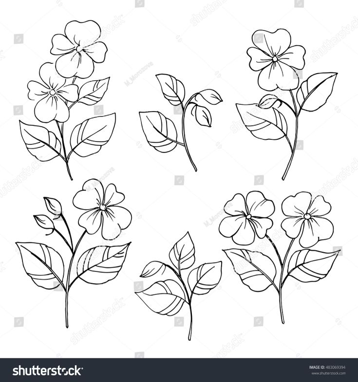 Black-and-white line drawings of flowering plants with leaves and buds, arranged in six botanical illustrations.