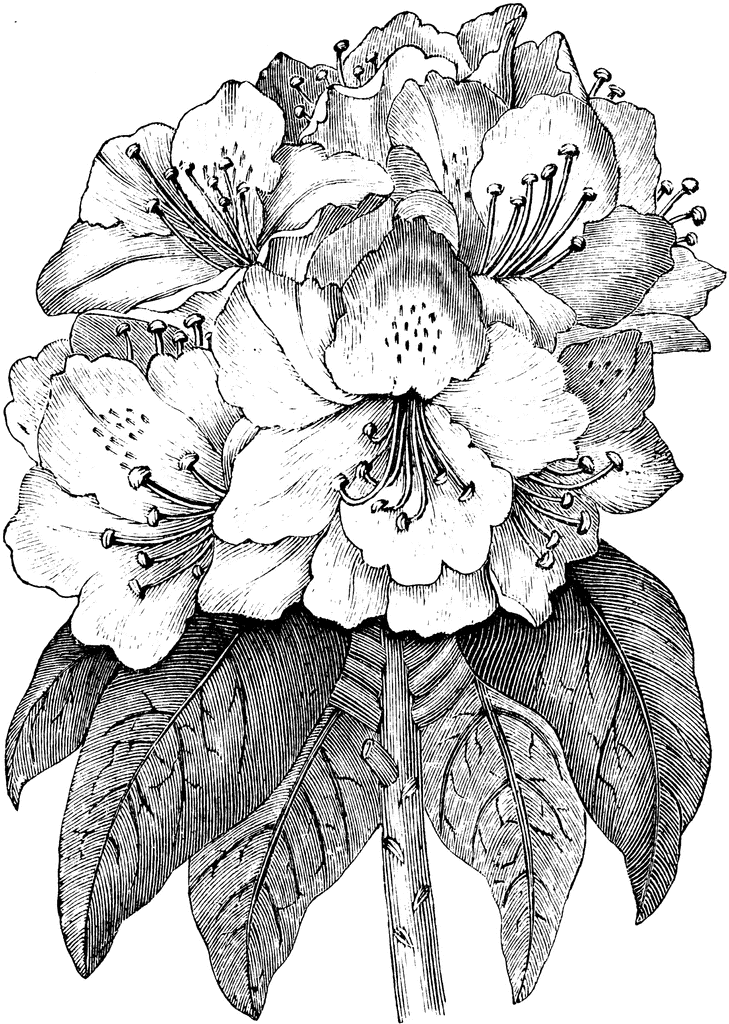 Detailed black-and-white botanical illustration of rhododendron flowers with stamens and textured leaves.