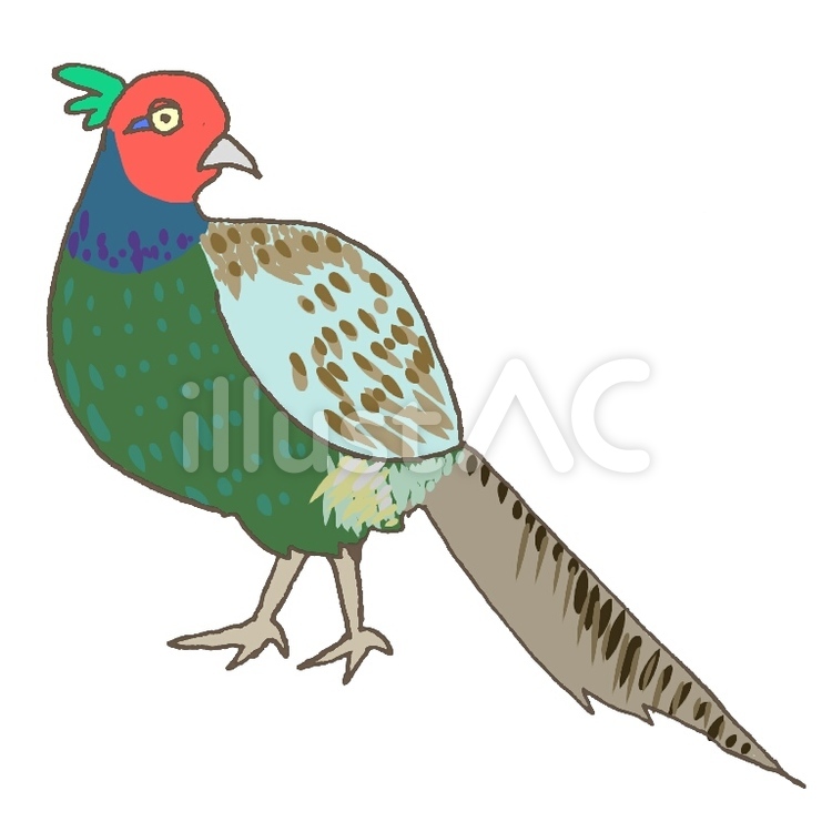 Colorful illustrated male pheasant with red face, green body, spotted wings, and long tail feathers.