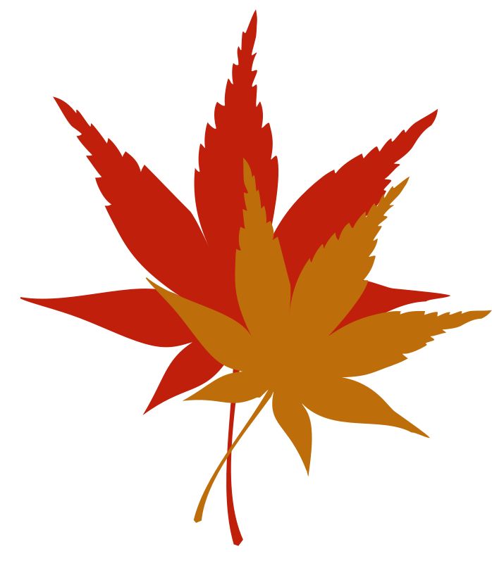 Two overlapping autumn maple leaves in red and golden-orange hues on white background.
