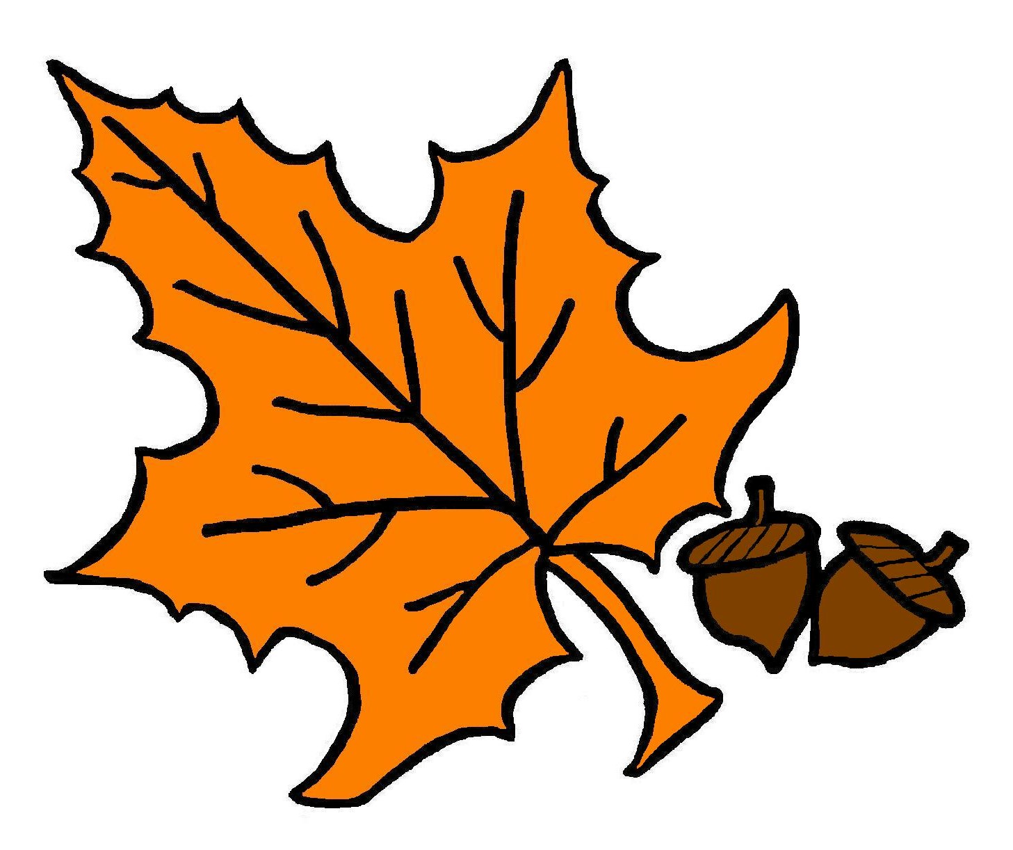 Orange autumn maple leaf with two brown acorns on white background.