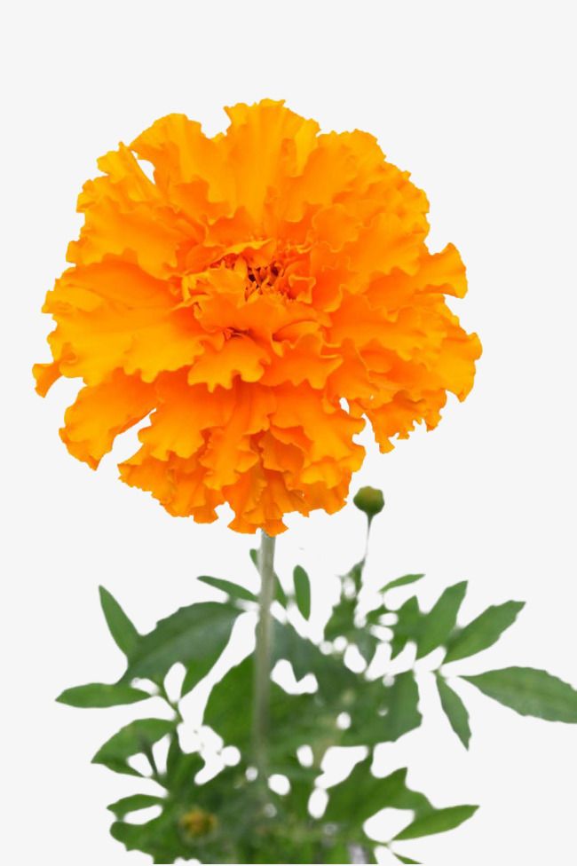Vibrant orange marigold flower with ruffled petals and green foliage against white background.