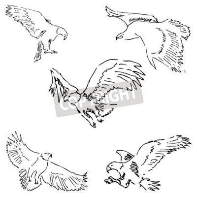 Five dynamic line-drawing illustrations of eagles in flight and diving poses, showcasing powerful wing motion and predatory focus.