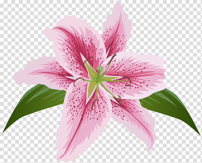 Stargazer Lily Cliparts Free Download Clipart Library Clip Art