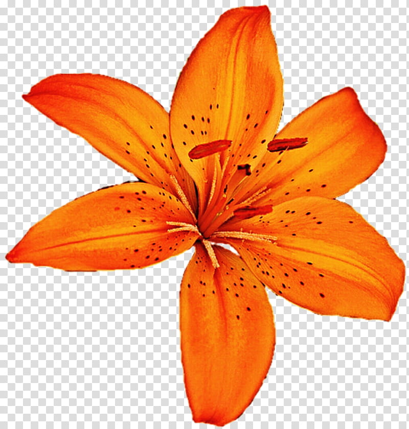 Lilies Stock Illustration - Download Image Now - Tiger Lily Flower ...
