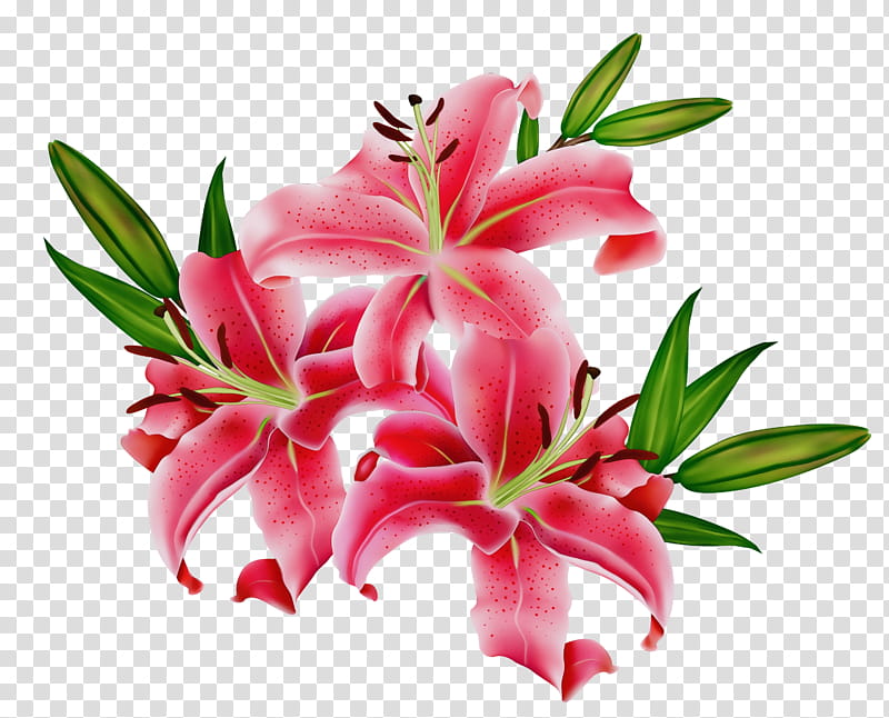 Stargazer Lily Transparent Background Clip Art Library Clip Art Library