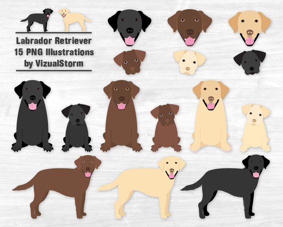 15 PNG illustrations of black, chocolate, and yellow Labrador Retrievers in various poses and sizes by VizualStorm.