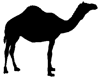 Black silhouette of a standing dromedary camel in profile against a white background.