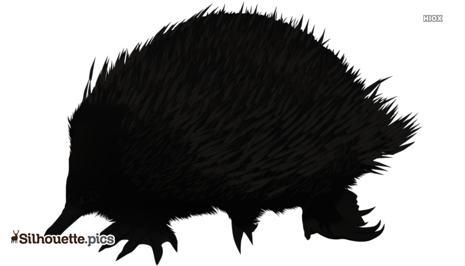 Black silhouette of an echidna showing spiny back, elongated snout, and clawed feet against white background.