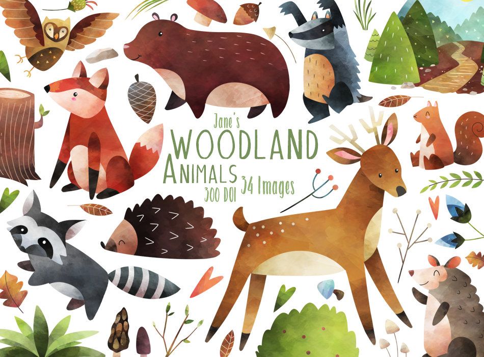 Watercolor illustration of woodland animals including fox, deer, raccoon, hedgehog, owl, badger, squirrel, and mushrooms in a forest setting.