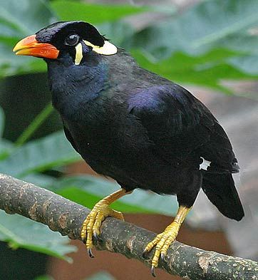 A glossy black myna bird with a bright orange beak, yellow legs, and distinctive white ear patches perched on a branch.