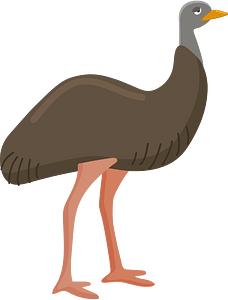 Cassowary Bird - Facts, Habitat, and Conservation