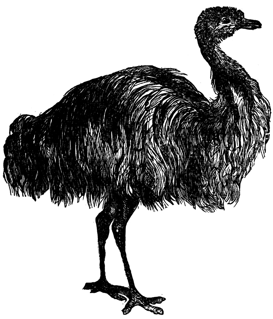 Black-and-white line drawing of an emu standing in profile, showcasing its long neck, shaggy feathers, and powerful legs.