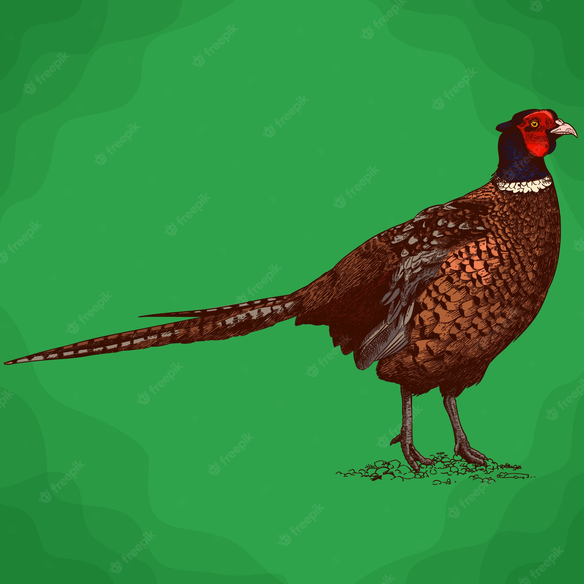 Illustrated male common pheasant with iridescent neck, red face, and long barred tail against green background.