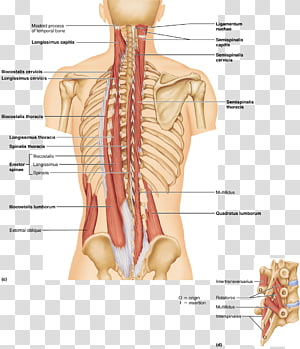 Erector Spinae Muscles Anatomy - Detailed Labeled Diagram
