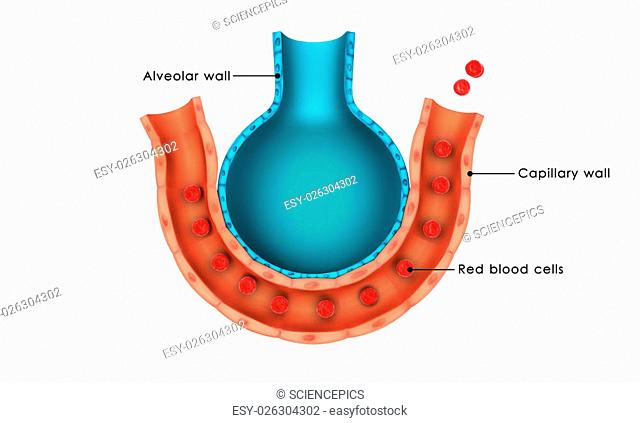 Diagram showing alveolar wall, capillary wall, and red blood cells illustrating gas exchange in lungs.