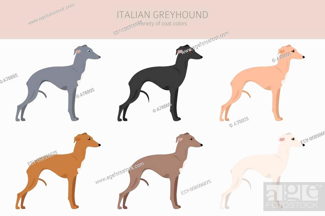 Six Italian Greyhound dogs in different coat colors: gray, black, fawn, red, tan, and white, shown in profile against a white background.