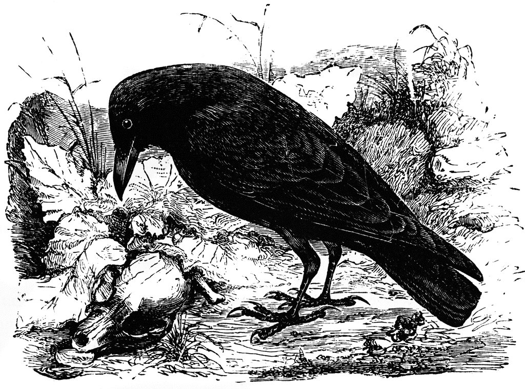 A black crow pecks at a skull on the ground in a detailed vintage engraving.