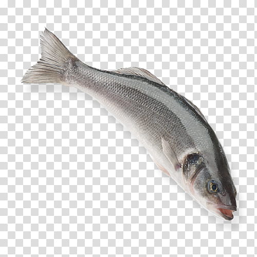 Fresh whole seabass fish on transparent background, silver-gray scales, open mouth, detailed fins and eye.