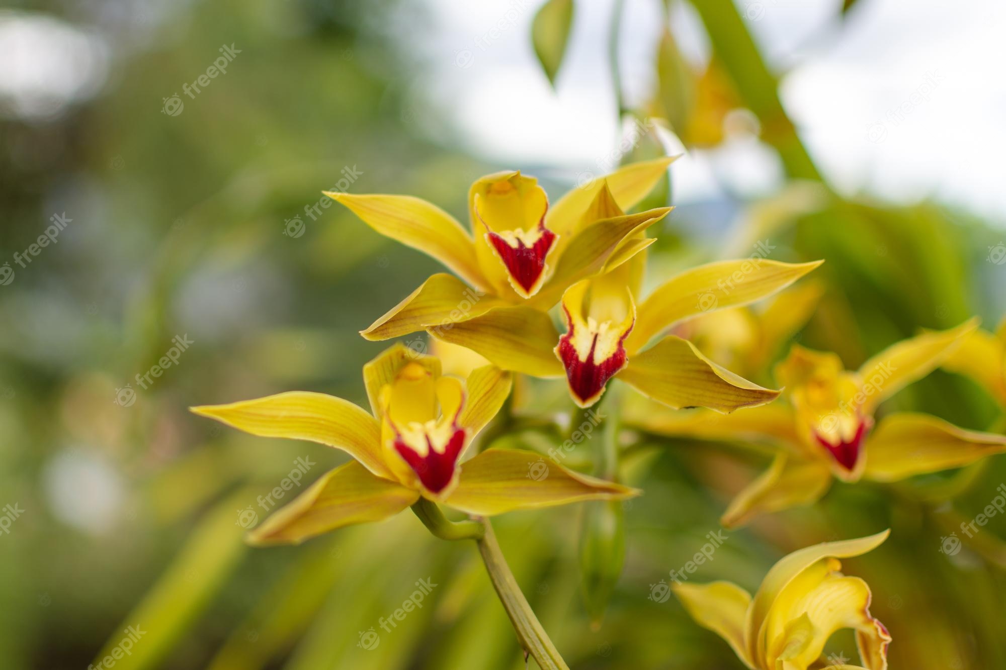 710+ Orchids And Flowers Colombia Stock Photos, Pictures & Royalty ...