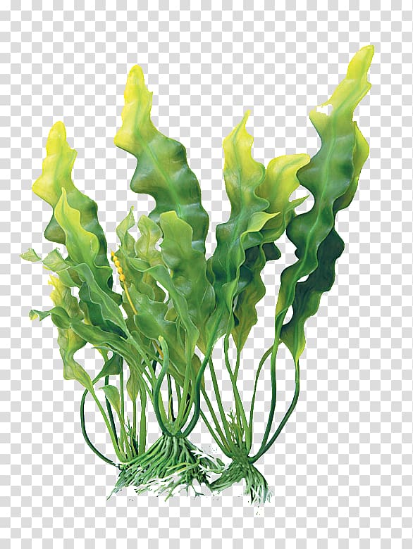 Vibrant green aquatic plant with wavy leaves and visible roots, ideal for freshwater aquariums.