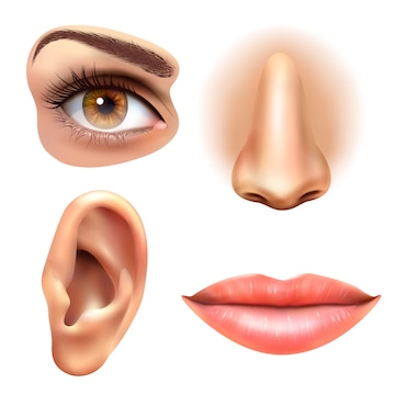 Realistic 3D illustrations of human eye, nose, ear, and lips isolated on white background.