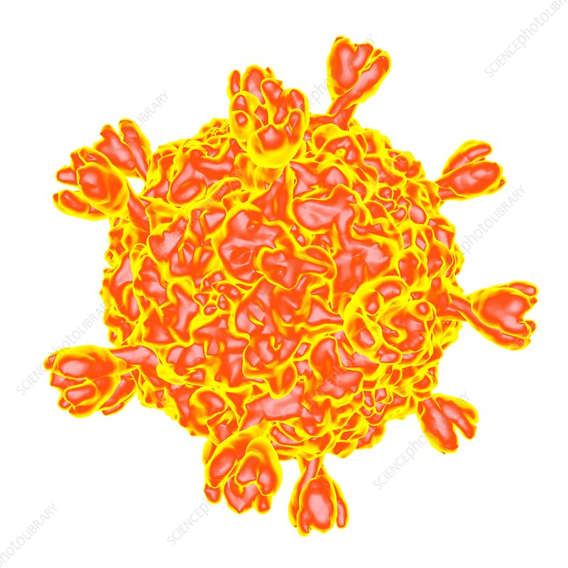 Smallpox Virus Artwork Stock Image F010 2450 Science Photo