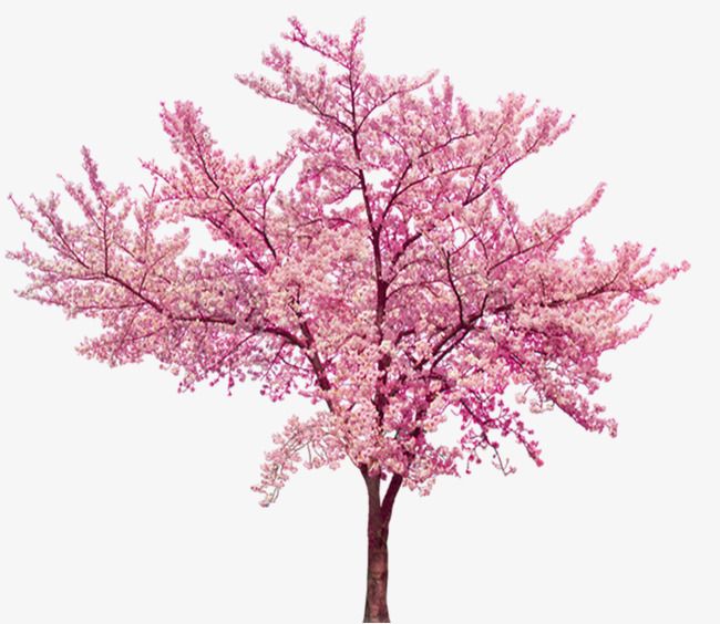 A blooming pink cherry blossom tree with full canopy against a white background.