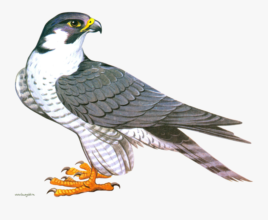 Illustration of a peregrine falcon with gray wings, white barred underparts, yellow cere, and orange talons, perched in profile.