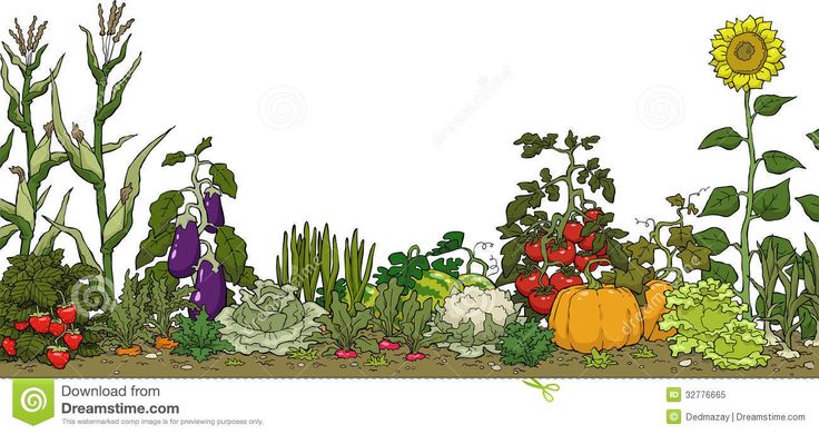 vegetable garden clip art