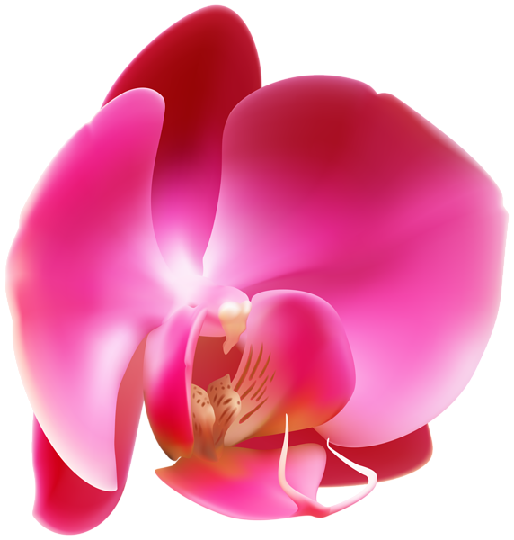 Vibrant pink orchid with glossy petals and delicate yellow-brown labellum, isolated on transparent background.