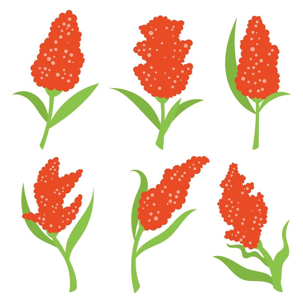 Six stylized orange flower illustrations with green leaves on white background, varying in shape and orientation.