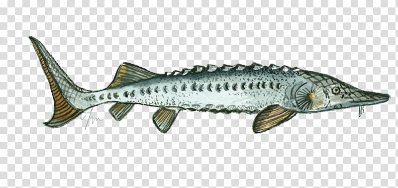 Illustration of a sturgeon fish with elongated body, bony scutes, and distinctive snout barbels.