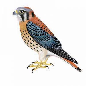 Illustration of an American Kestrel, a small falcon with rust-colored back, blue-gray wings, and spotted underparts.