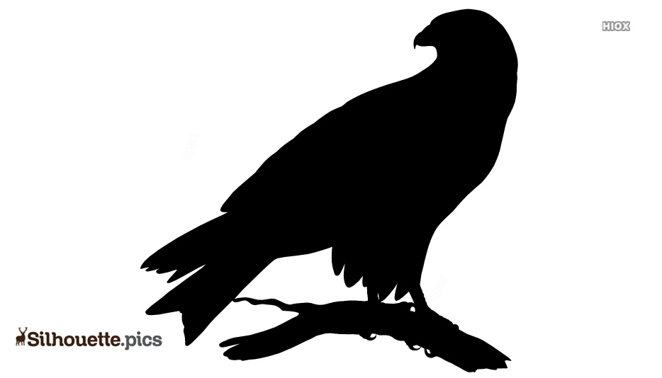 Silhouette of a perched raptor, likely a hawk or eagle, gripping a branch with sharp talons and a hooked beak visible.