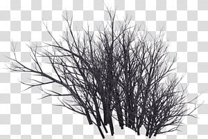 Silhouette of a leafless shrub with tangled, bare branches against a transparent background.