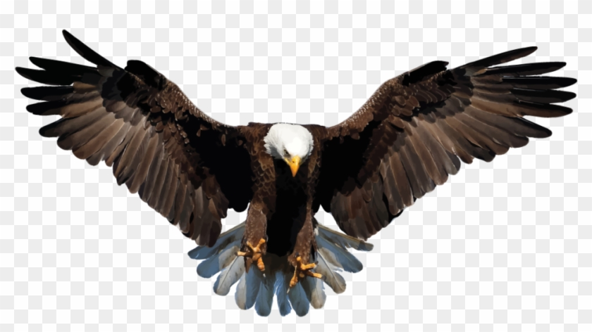 Majestic bald eagle in flight with wings fully spread and talons extended, against transparent background.