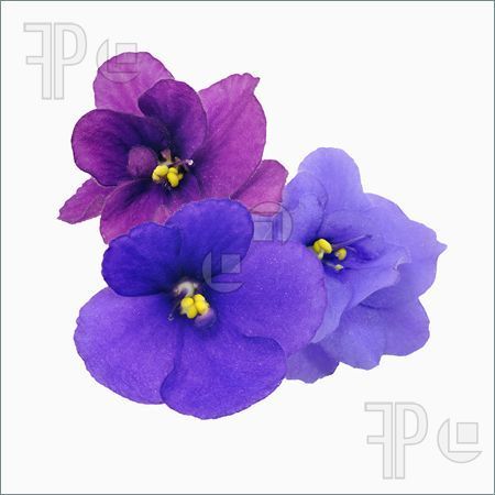 Purple African Violet Flowers - Close-Up Photography for Garden & Design