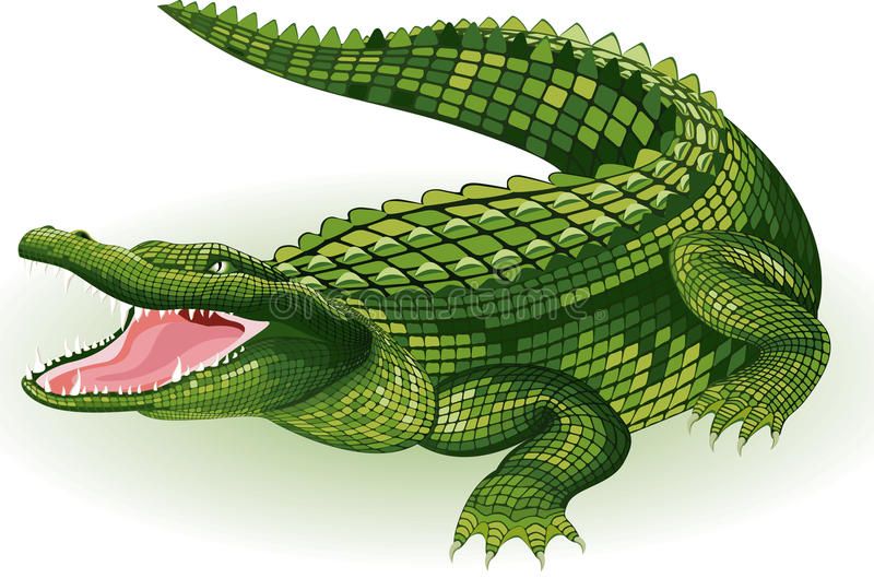 Green crocodile with open jaws, sharp teeth, and textured scales illustrated in vibrant detail.