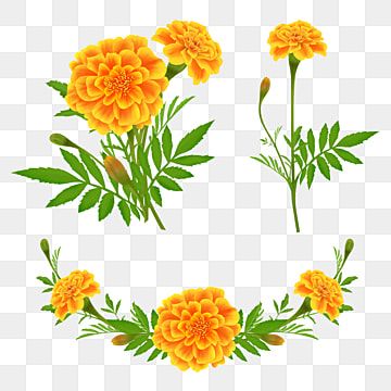 Vibrant orange marigold flowers with green leaves arranged in clusters and a floral border on transparent background.