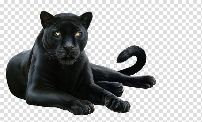 Black Leopard PNG, Vector, PSD, and Clipart With Transparent - Clip Art ...