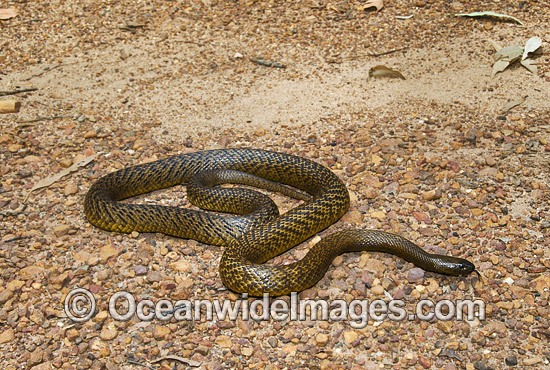 Eastern Brown Snake in Natural Habitat - Identification & Behavior Guide