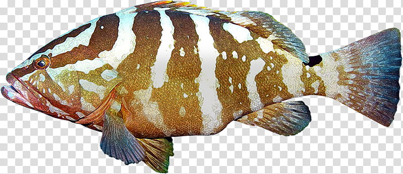 groupers - Clip Art Library