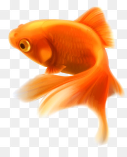 Vibrant orange goldfish with flowing fins swimming against a transparent background.