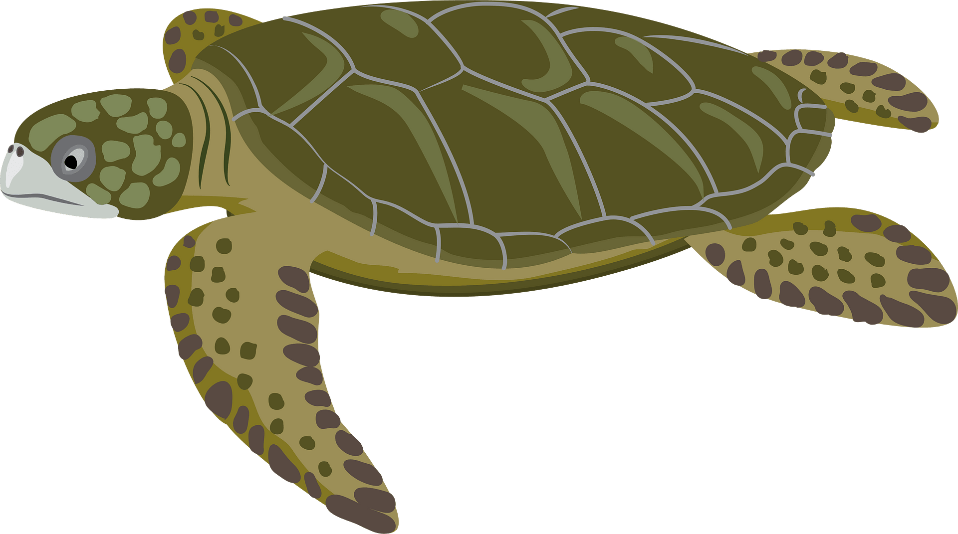 hawksbill sea turtle clipart - Clip Art Library - Clip Art Library