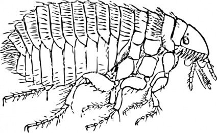 Detailed black-and-white scientific illustration of a flea showing segmented body, strong hind legs, and mouthparts.