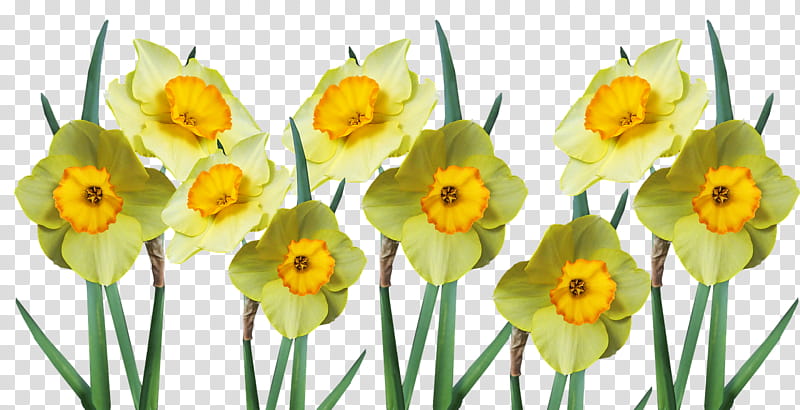Bright yellow daffodils with orange centers and green stems on transparent background