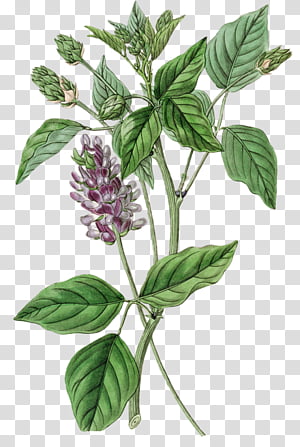 Botanical illustration of Glycyrrhiza glabra (licorice plant) with purple flower spikes and compound leaves.